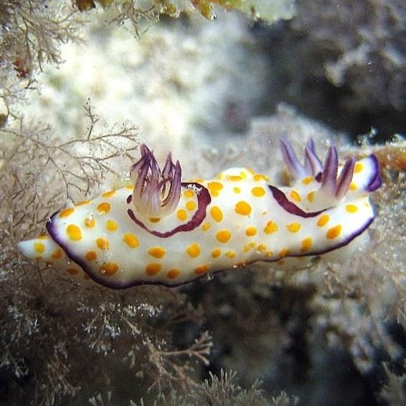 18-Sea slug Polka-dot chromodorid. 