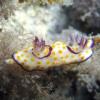 18-Sea slug Polka-dot chromodorid. 