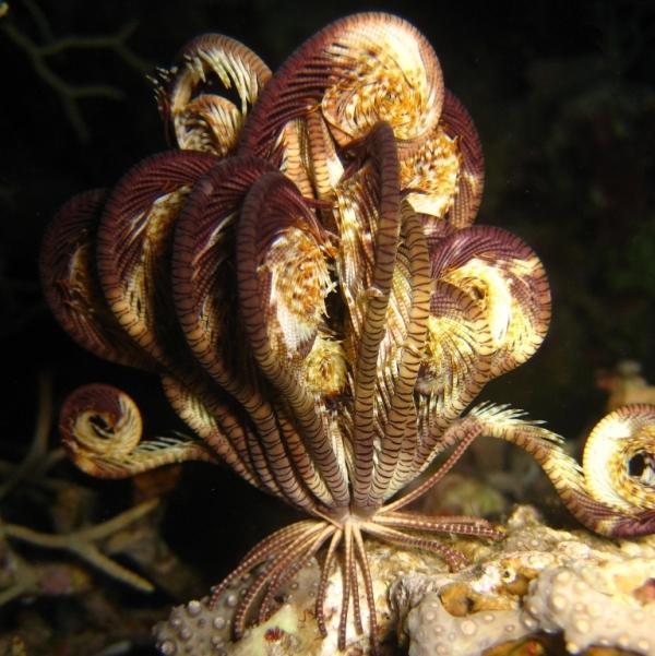 20-Klunzinger’s crinoid.