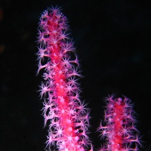 21-Soft coral Red cluster whip. 
