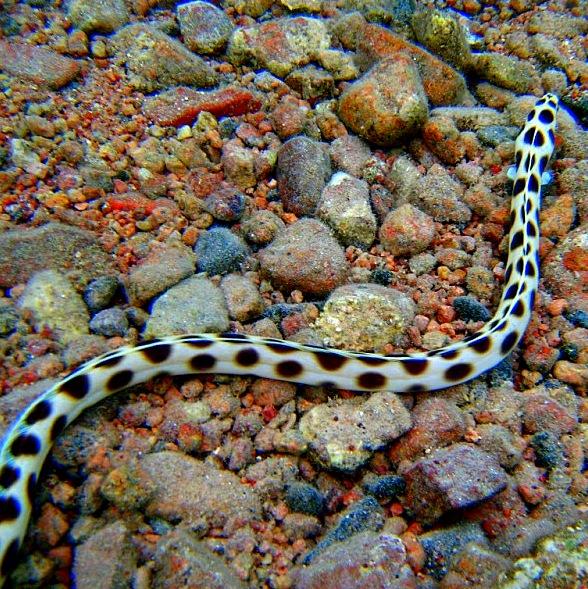 23-Tiger snake eel.