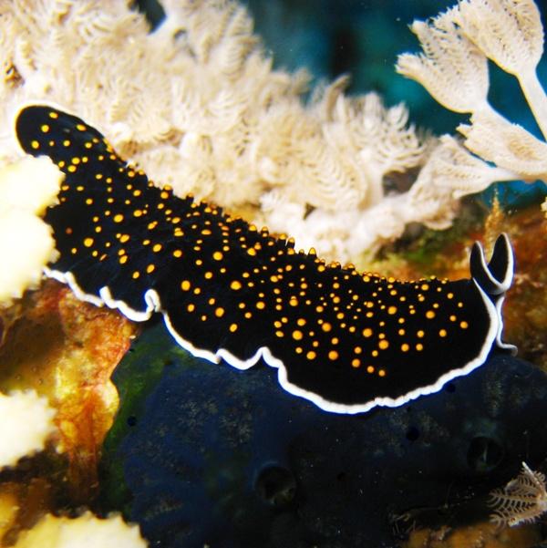 26-Yellospotted flatworm.