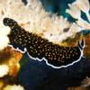 26-Yellospotted flatworm.