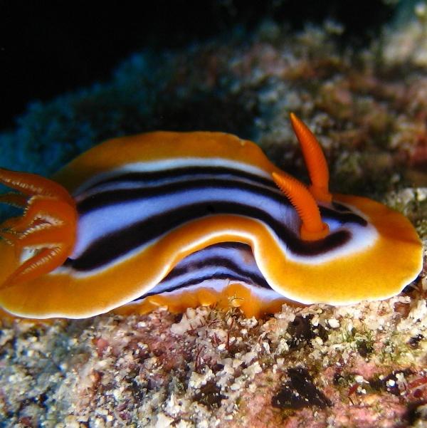 27-Sea slug Pyjama chromodorid.