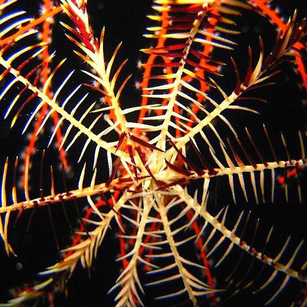 28-Chadwick’s feather star. 