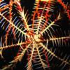 28-Chadwick’s feather star. 