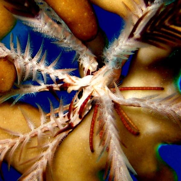 30-Chadwick’s feather star. 