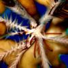30-Chadwick’s feather star. 