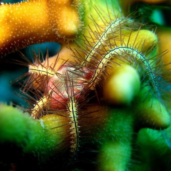 31-Purple brittle star.
