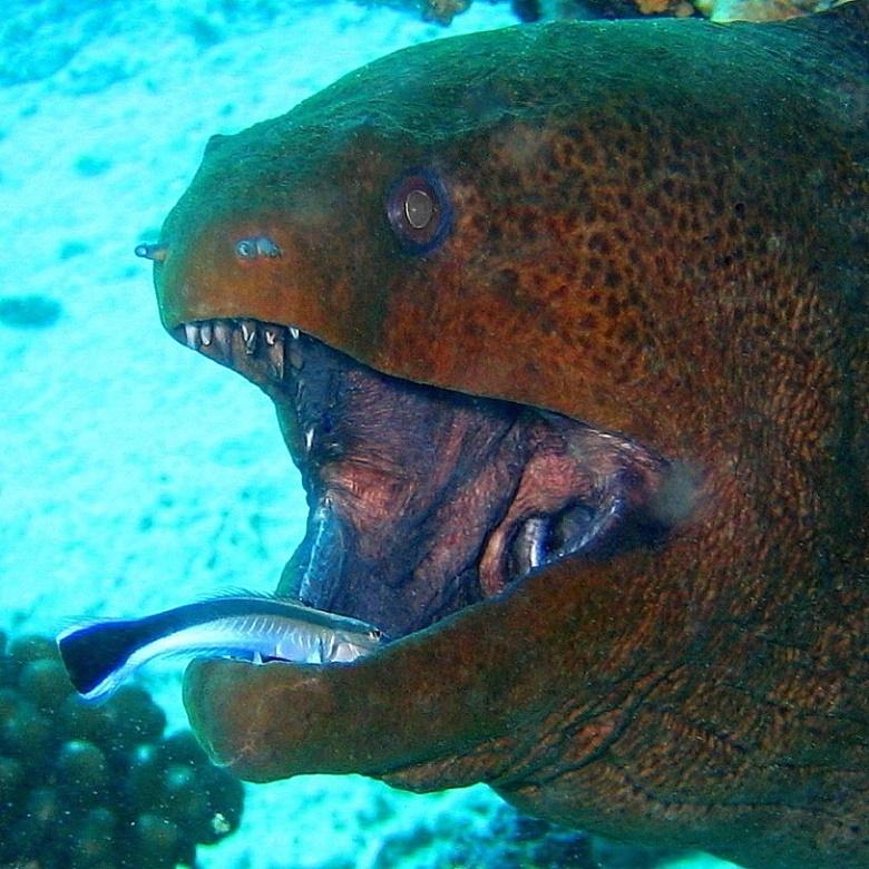 32-Giant moray. 