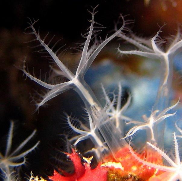 34-Coral polyps.