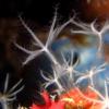 34-Coral polyps.