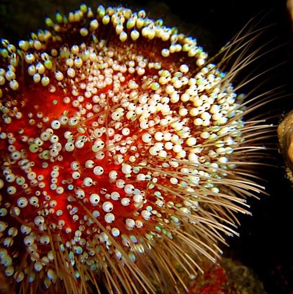 35-Motley sea urchin.