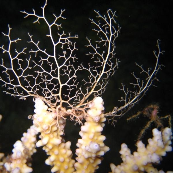 38-Naked basket star.