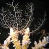 38-Naked basket star.