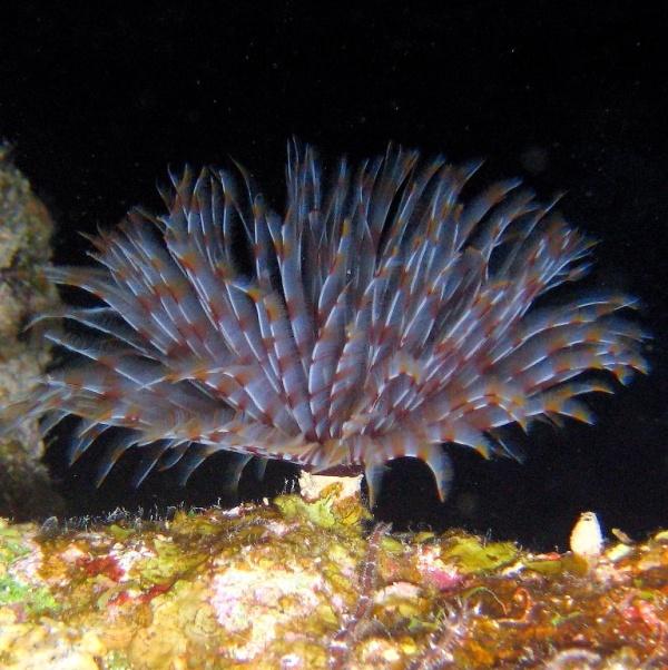 39-Indian tube worm.