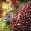 41-Red Sea whitespotted moray. 