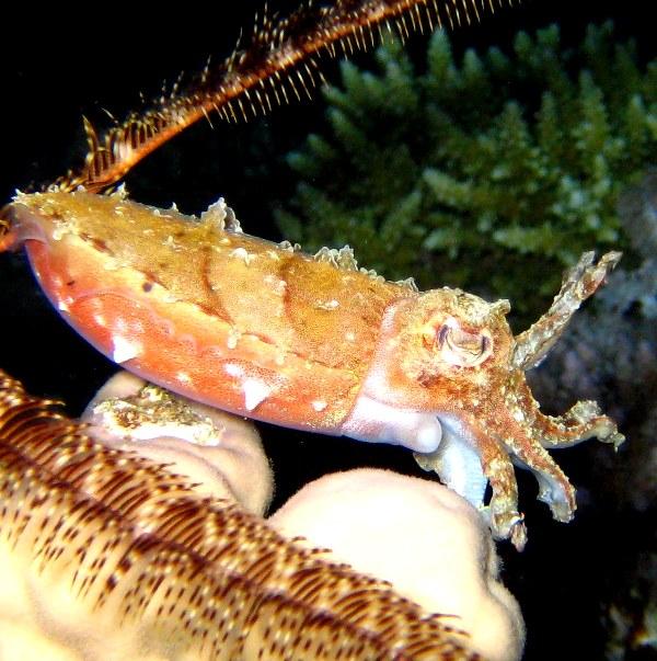 42-Hooded cuttlefish. 