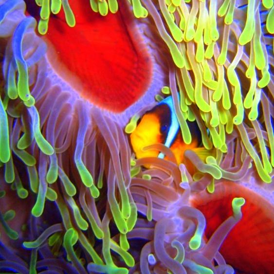 43-Magnificent anemone.