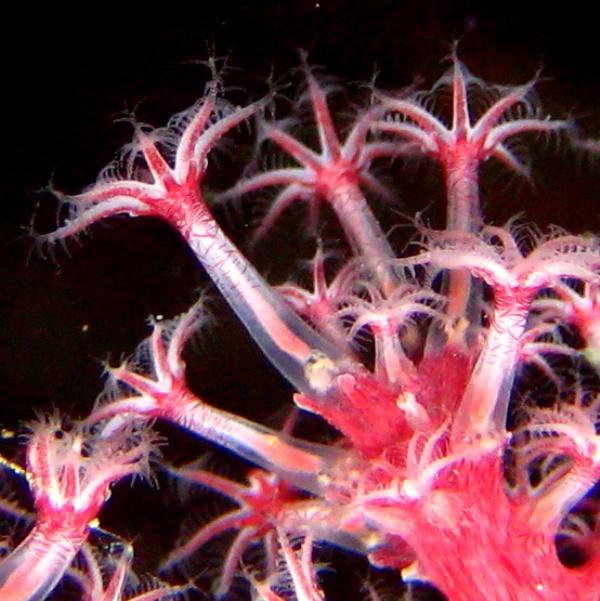 44-Gorgonarian soft corals.