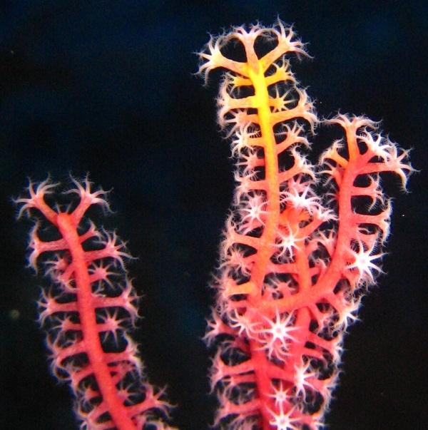 45-Gorgonarian soft corals.