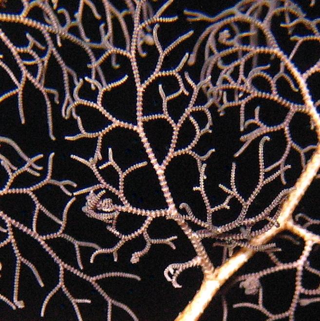 47-Naked basket star.