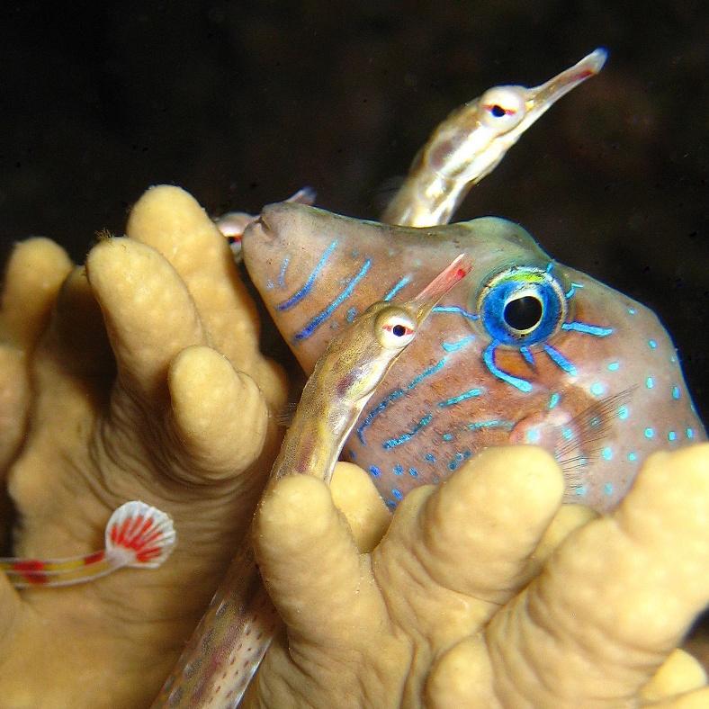 48-Pygmy toby and Network pipefish.