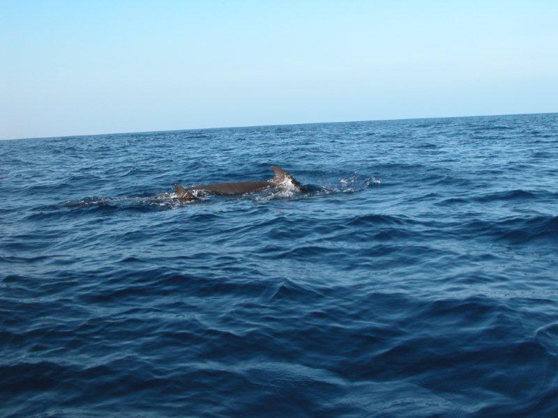 pilot whales Kona