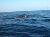 pilot whales Kona