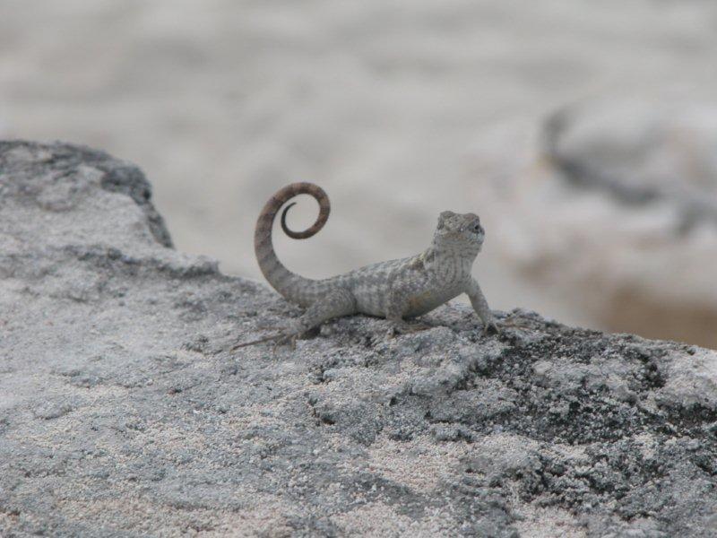 Lizard Bahamas