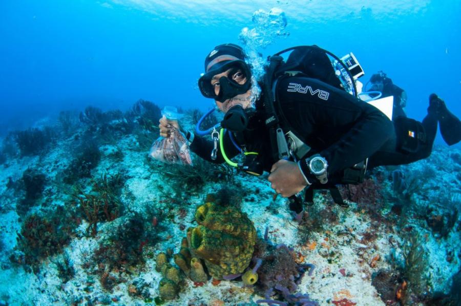 Cozumel, Bag of Lionfish Pieces