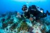 Cozumel, Bag of Lionfish Pieces