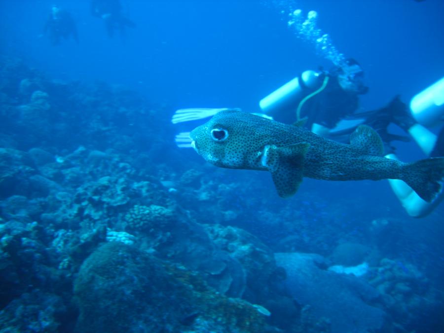 BONAIRE