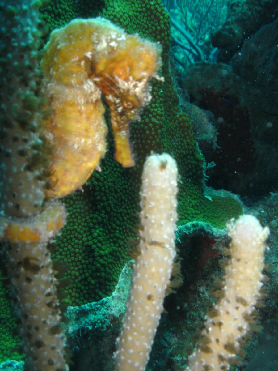 Bonaire - Sea Horse