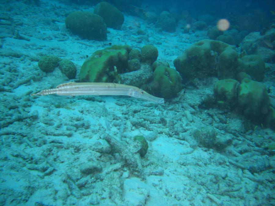 TRUMPET FISH