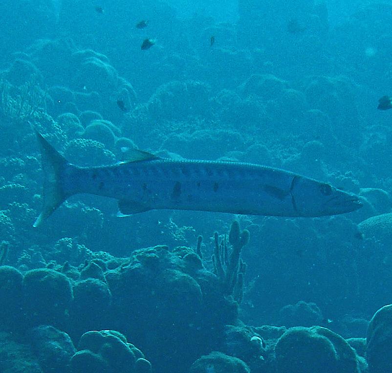 GREAT BARRACUDA