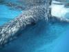swimming with whalesharks2