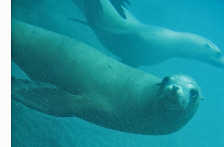 sealions at anacapa