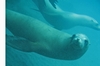 sealions at anacapa