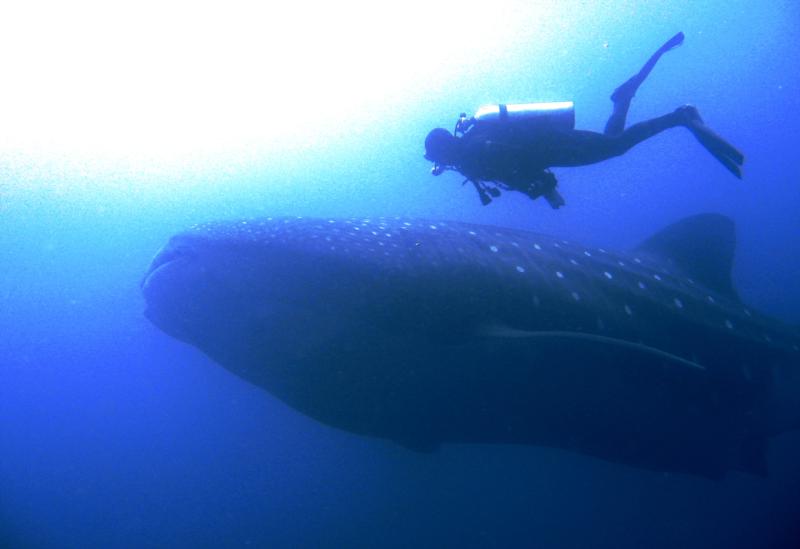 Whale Shark Galapagos