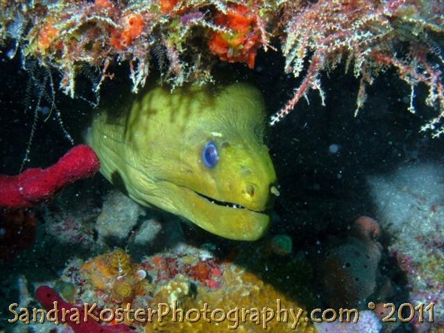 Moray eel