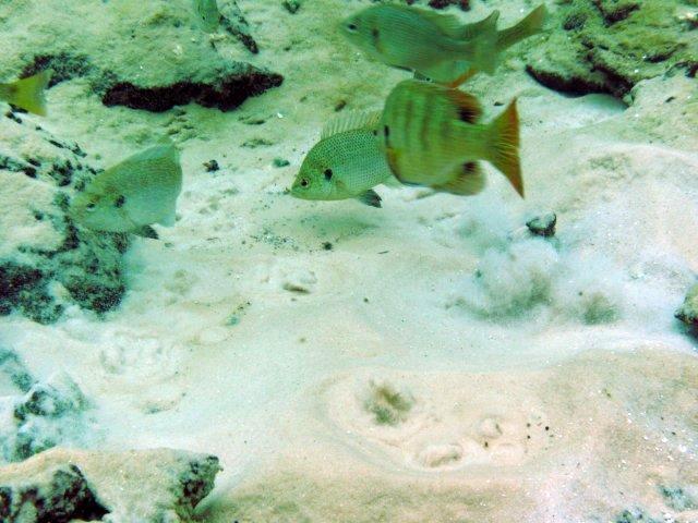 Bubbling Spring with Fish