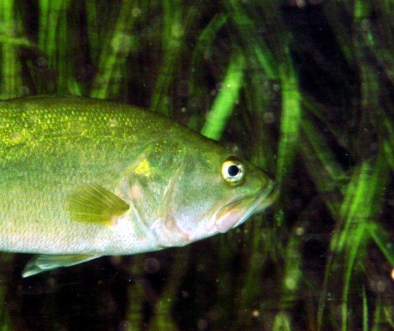 Fish Nose in Grass