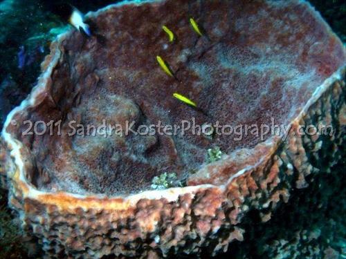 Tiny fish in battered coral bowl