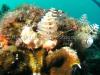 Christmas Tree Worms