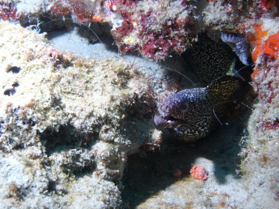 Eel and reef (3)