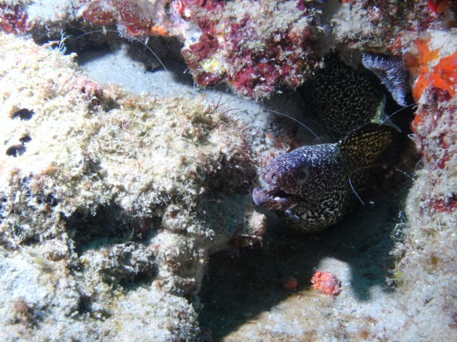 Eel and reef (3)