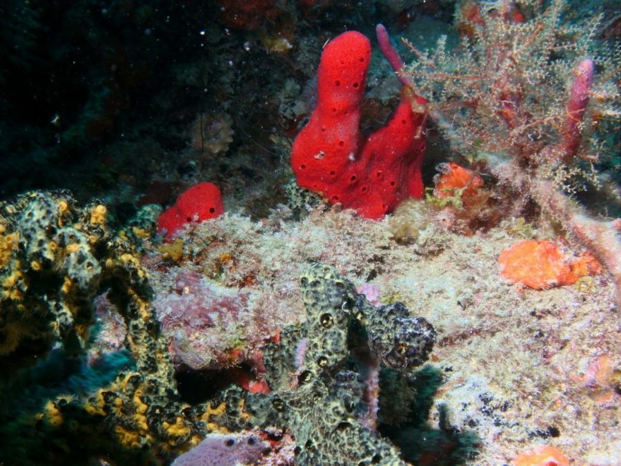 Red Corals