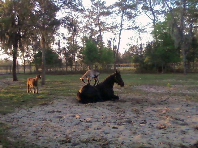 Layla Goat standing on Herz horse