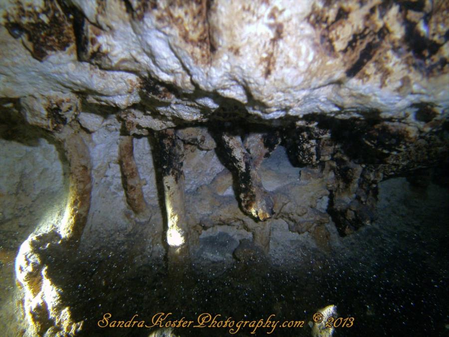 Unidentified animal bones